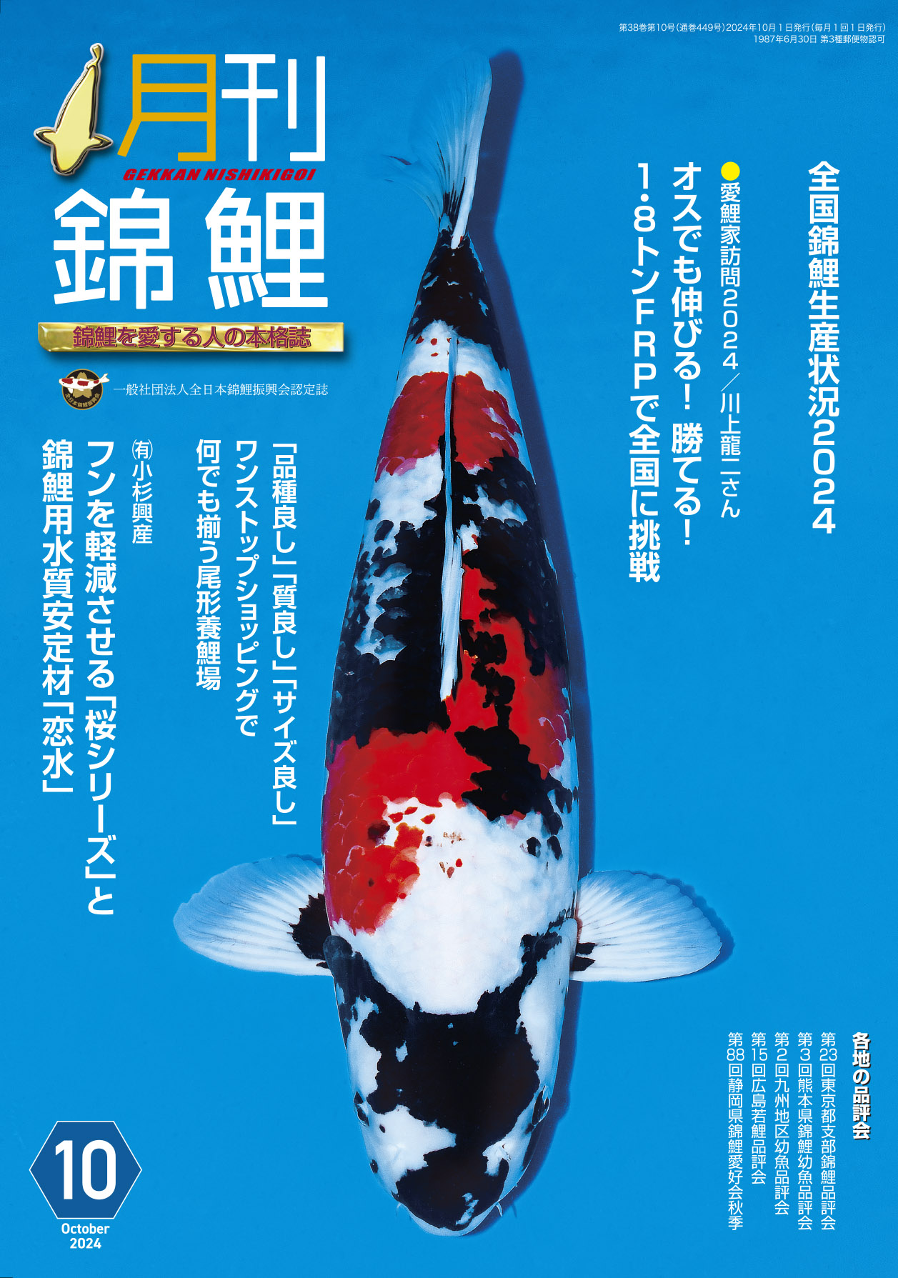 ★第９回★No.6★大日養鯉場トヨタ店★当歳　昭和★ 大日養鯉場産 近代昭和！ | 大阪サカイ錦鯉