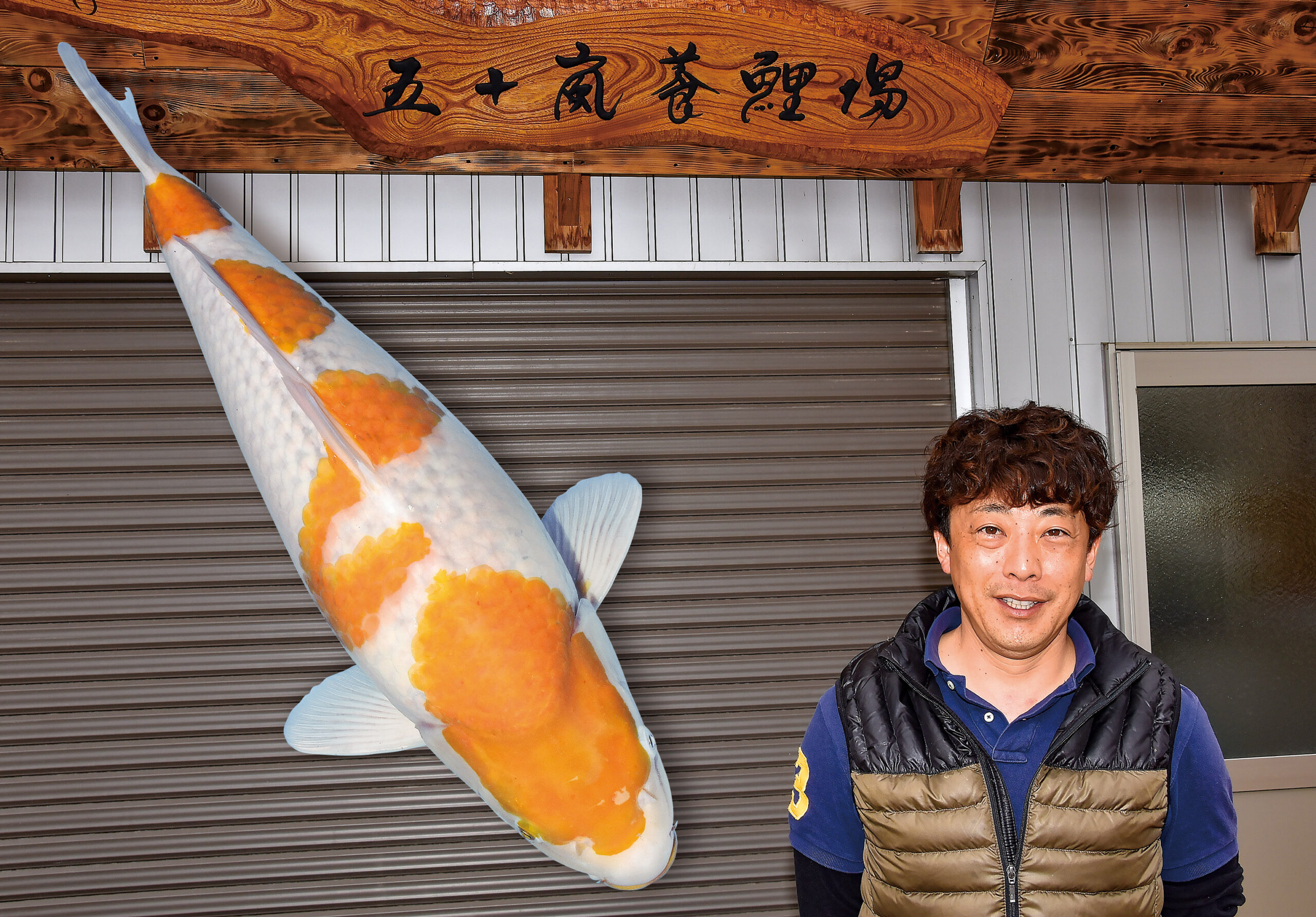 4月15日まで大日昭和 阪井紅白 小西からし鯉 茶鯉 など全部出品したい 