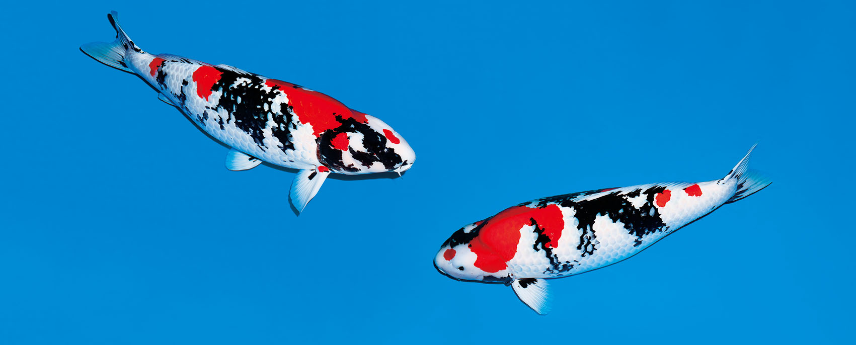 ☆№11 ハイスッペク鯉！！ 夢の立て鯉シリーズ★ 　入手困難【関口養魚場】 隠し鯉ＳＰ 昭和三色 ２４cm 生産証明書付  ☆№14 ハイスッペク鯉！！ 夢の立て鯉シリーズ☆ 入手困難関口養魚場