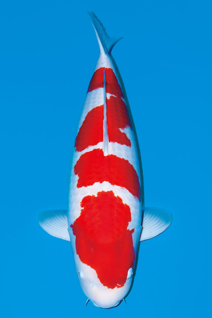 【革命鯉】 №1　★品評会ＳＰ★　　【近藤養鯉場　作出鯉】　 　★全国品評会用★　　五色　 当歳　　１６cm 　生産証明書付　委託飼育中 ライブ鯉0510 （大日養鯉場、近藤養魚場）|ライブ鯉成田養魚園の