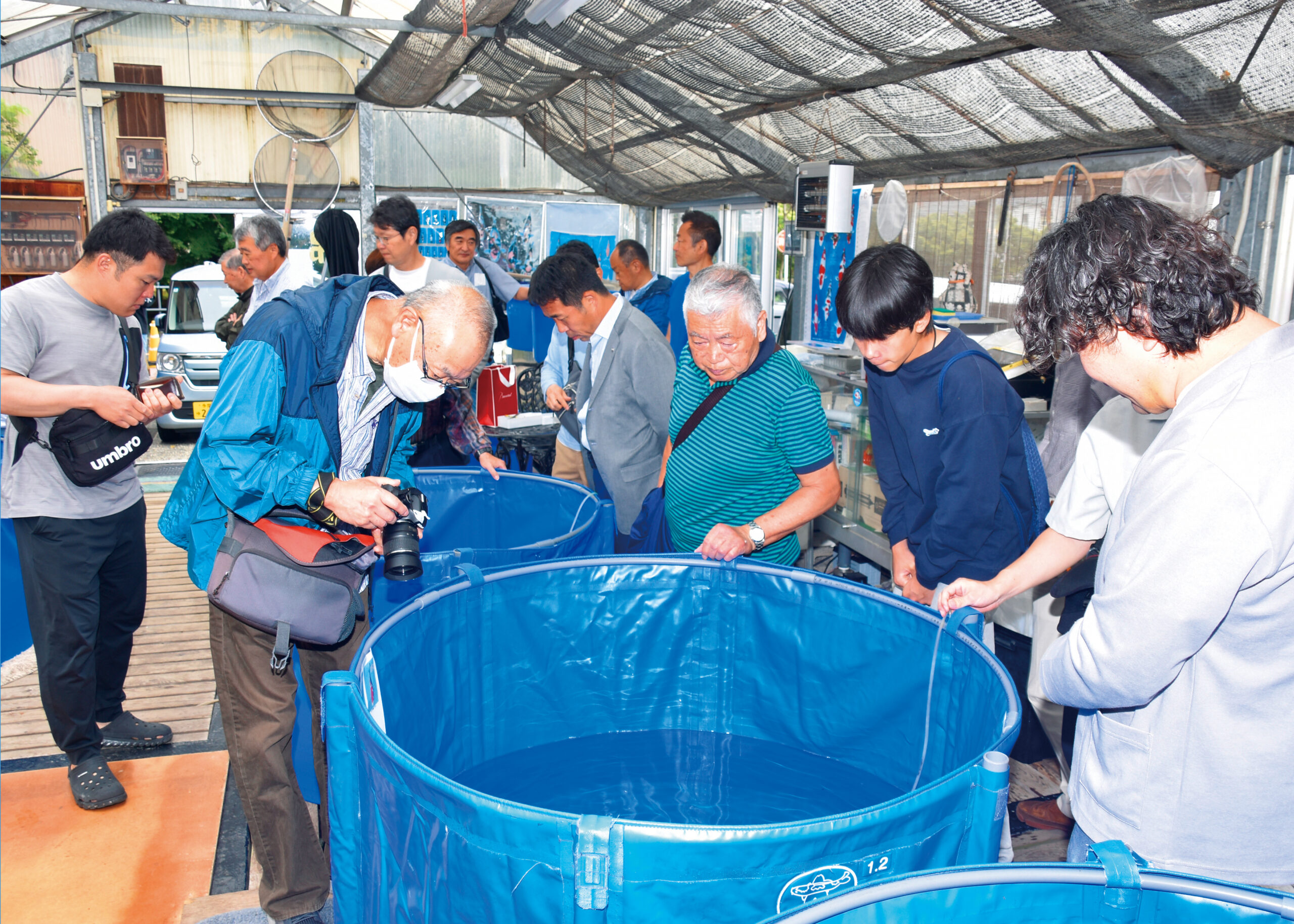 ★第９回★No.6★大日養鯉場トヨタ店★当歳　昭和★ 大日養鯉場産 近代昭和！ | 大阪サカイ錦鯉