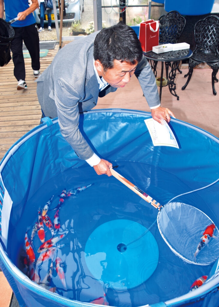 ★第２０回★No.9★大日養鯉場★当歳　紅白★ 錦鯉大和 大日養鯉場 丹頂紅白 D-20