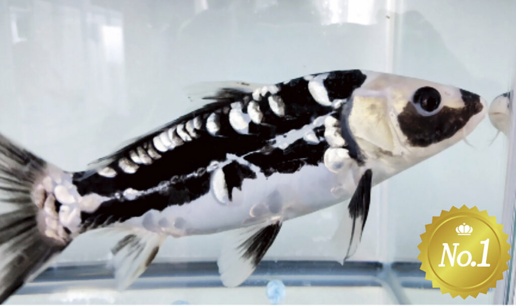 【革命鯉】 №1６ ★聖夜の夜に。。。★ 【近藤養魚場産】 ＳＰ品評会＆立鯉 当歳 五色 １４cm 証明書付 生産者直送　ラスト出品！ 革命鯉 №11 ☆聖夜の夜に。。。☆ 近藤養魚場産 ＳＰ品評