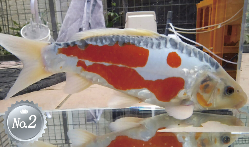 水槽から生まれる新しい価値観 松田養鯉場の「横鯉コンテスト」 | 月刊 