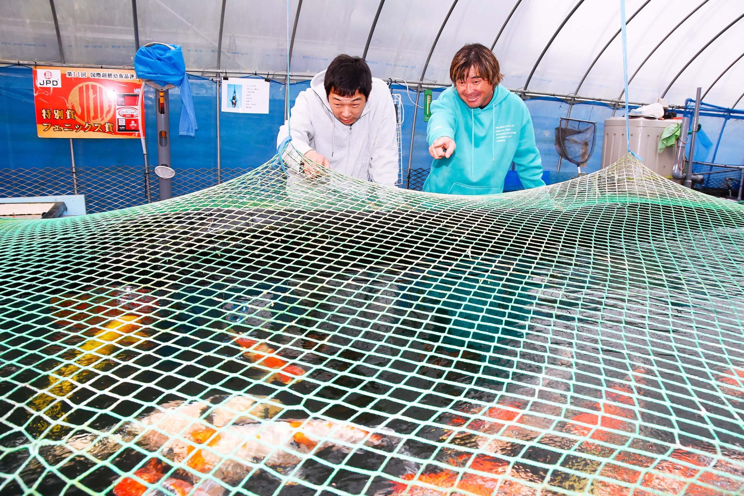 勝鯉の双璧ファイル 鯉 －Carp is Dragon in Heaven－ | ハンケイ京都新聞
