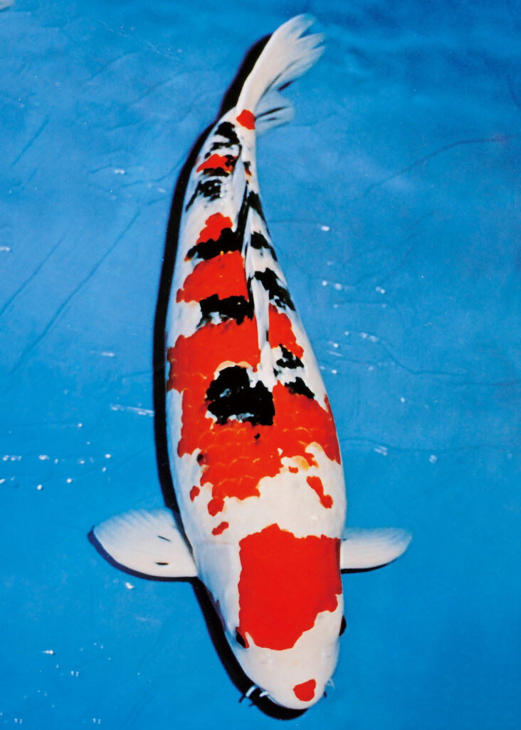 【Cd1】国魚　’76　第8回全日本総合錦鯉品評会記念帖　昭和51年　1976年　全日本錦鯉振興会編　送料込 全日本総合錦鯉品評会50有余年の歴史から 後世に語り継ぎたい銘鯉