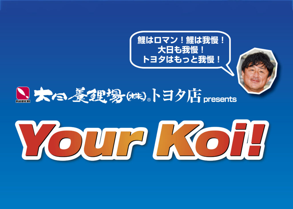 ★第９回★No.6★大日養鯉場トヨタ店★当歳　昭和★ 大日養鯉場産 近代昭和！ | 大阪サカイ錦鯉