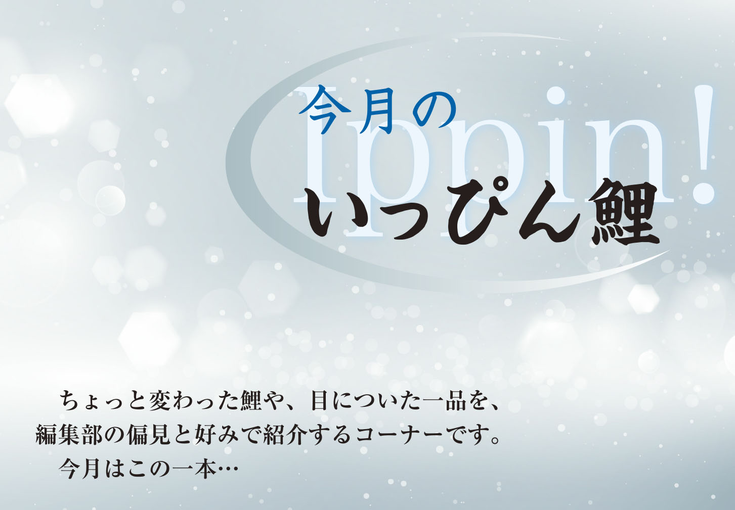 今月のいっぴん鯉 ㈲AO.あおきや「プラチナドラゴン」 | 月刊錦鯉 一般 