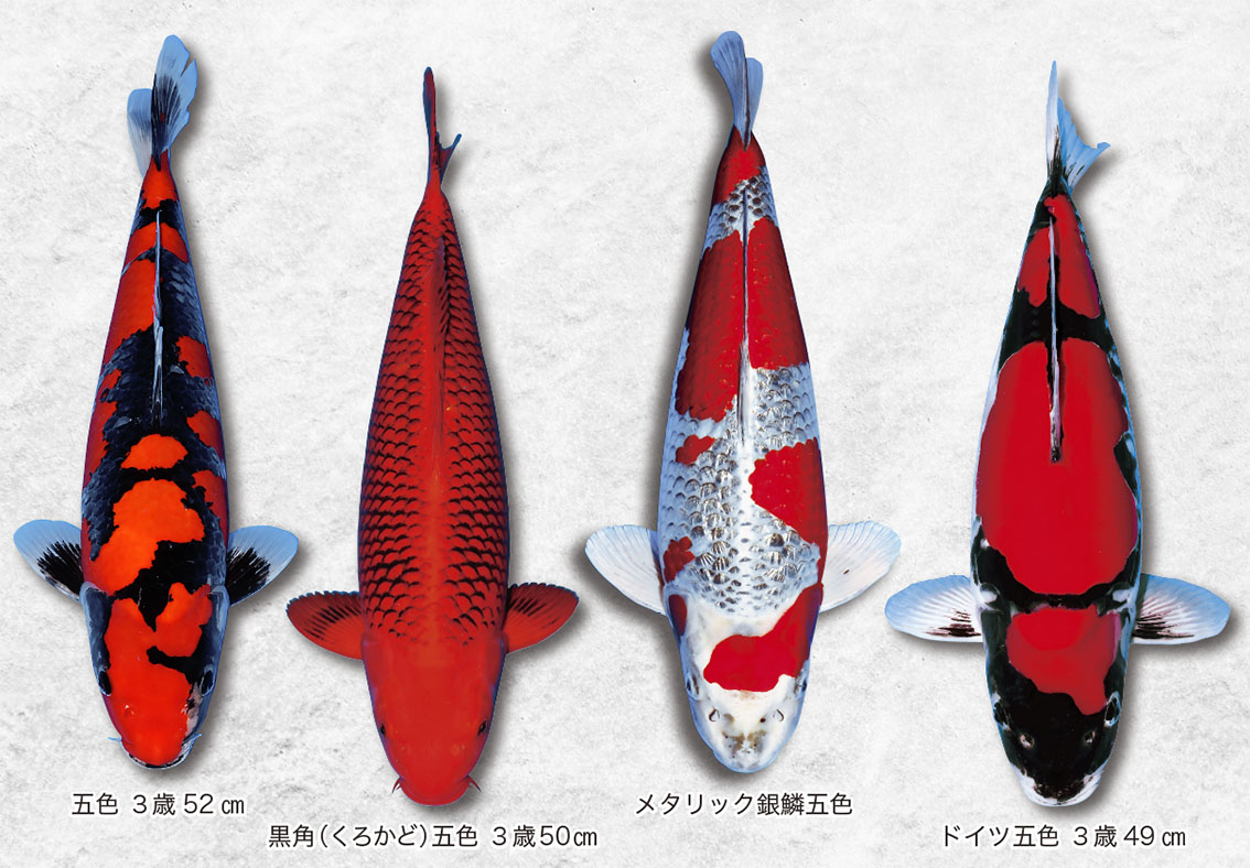 あおきやらしい鯉」を追求し 五色の派生品種が続々と誕生 | 月刊錦鯉 