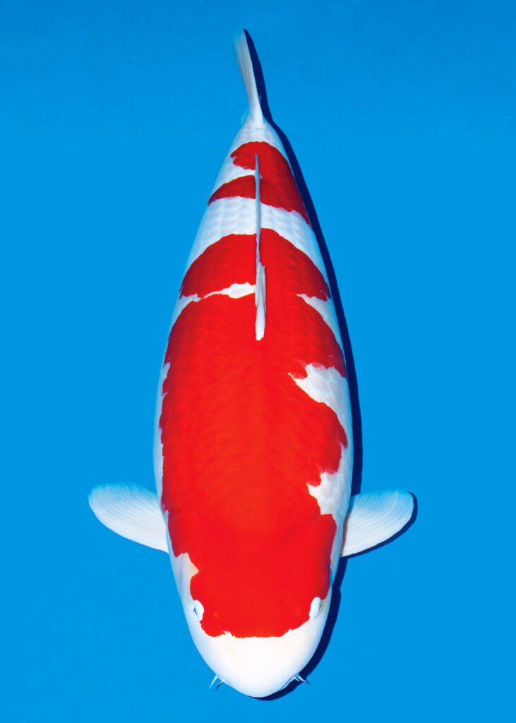 勝鯉の双璧ファイル 鯉 －Carp is Dragon in Heaven－ | ハンケイ京都新聞